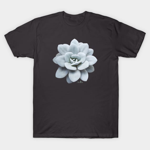 Echeveria Lauii T-Shirt by Cactee